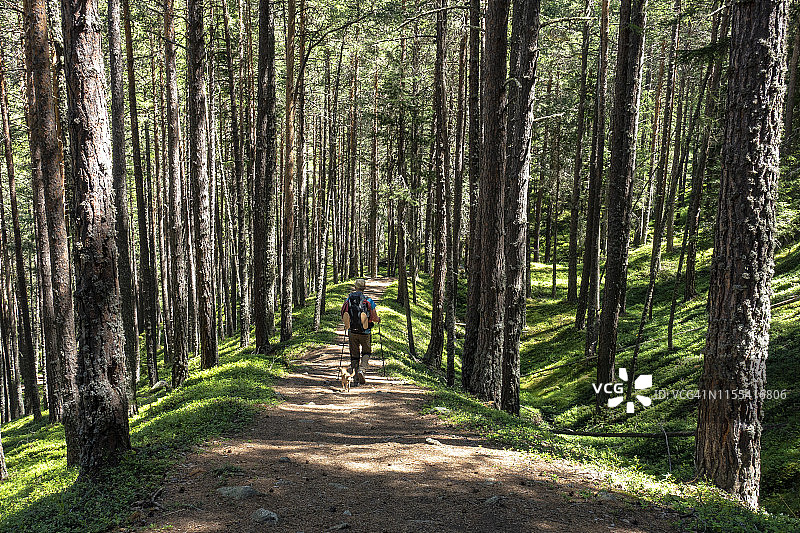 徒步旅行者在厄茨塔尔阿尔卑斯山的阿尔卑斯森林小径上行走图片素材
