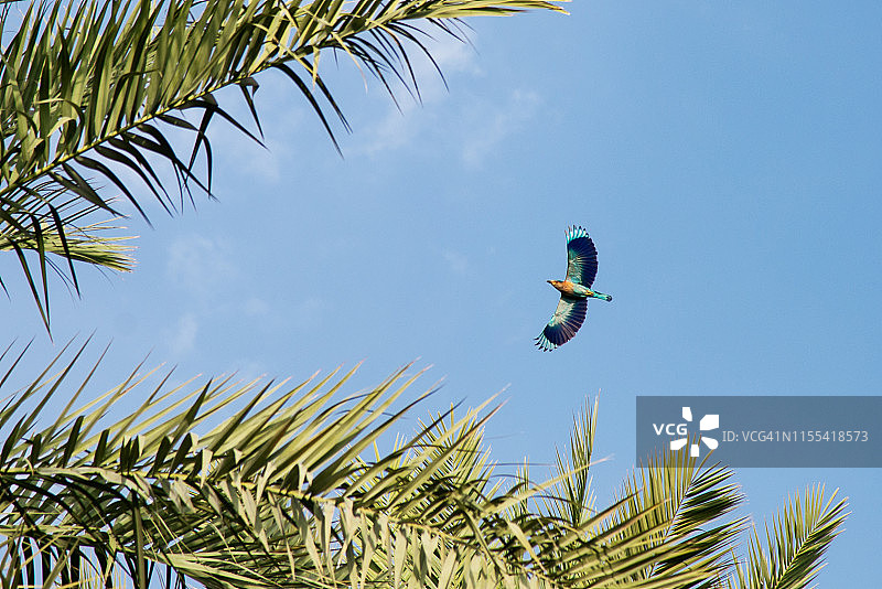 美丽的印度佛法僧展翅飞翔在阿曼拜尔凯特棕榈林上空图片素材