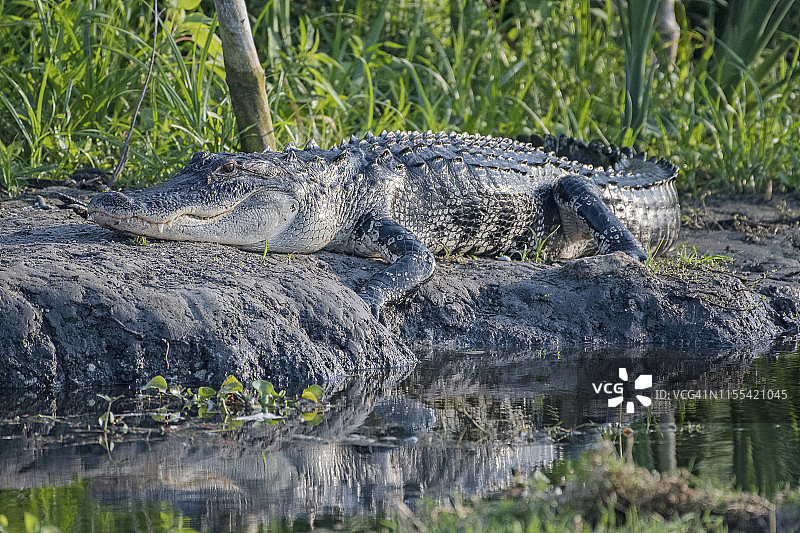 正在享受日光浴的鳄鱼图片素材