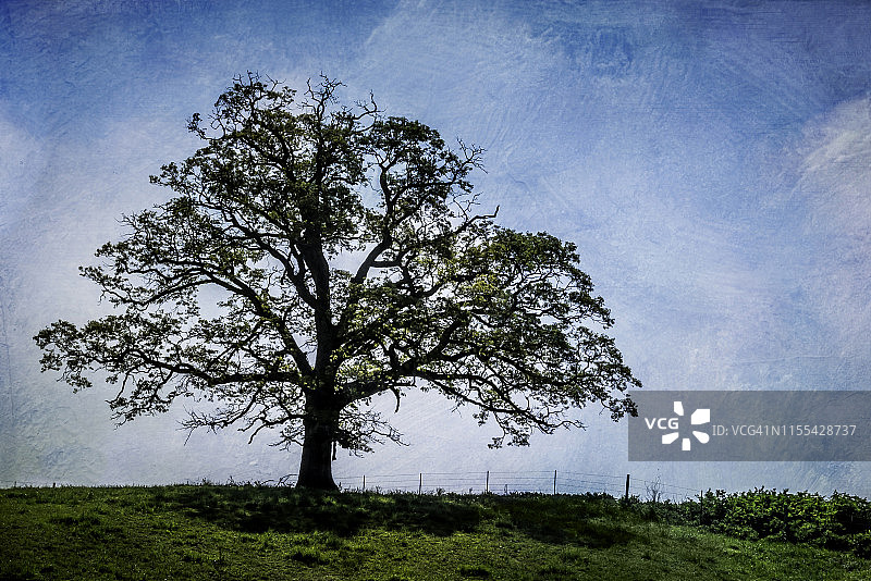 如画般的草地孤 Oak 树图片素材