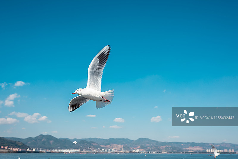 空中飞翔的海鸥图片素材