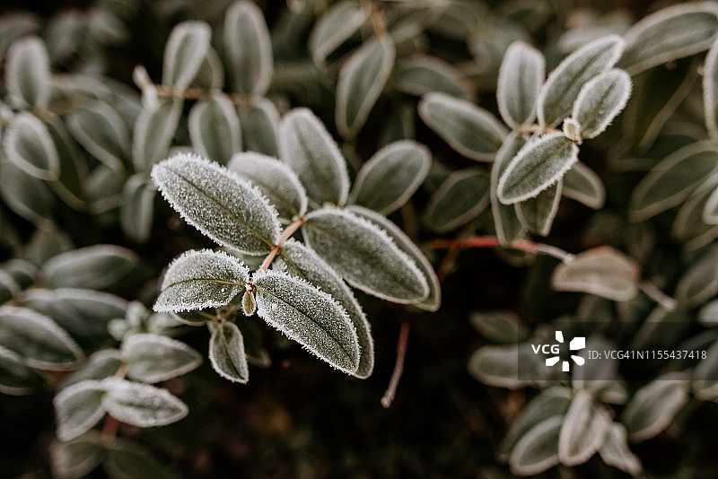 英国花园常绿植物上的冬季霜冻和冰图片素材