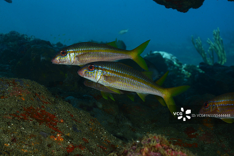 黄色副绯鲤图片素材