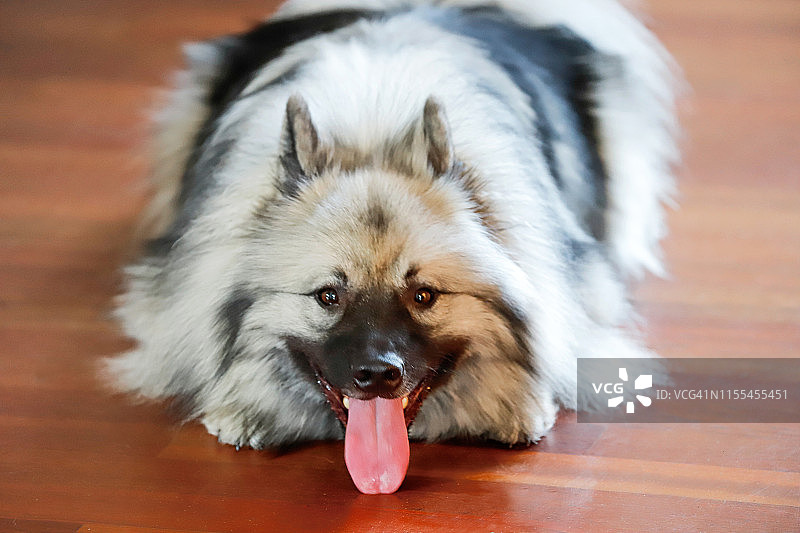 室内休息的狗狗图片素材