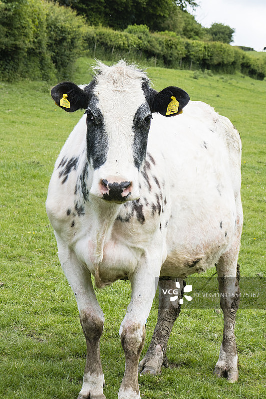 英国奥法堤国家步道，小路上的奶牛图片素材