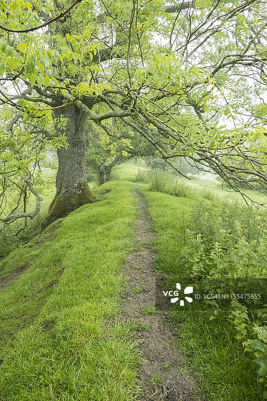 堤坝顶上的林间小路（英国奥法堤坝国家步道）图片素材
