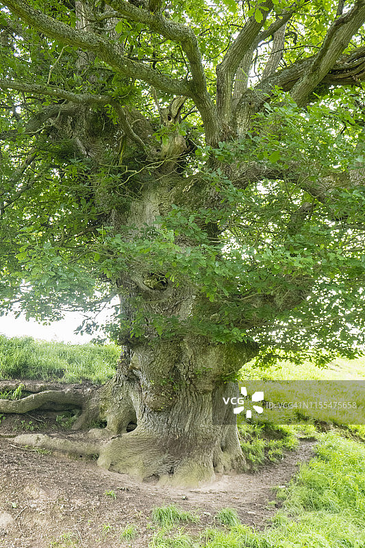 英国奥法堤国家步道上的古老橡树图片素材
