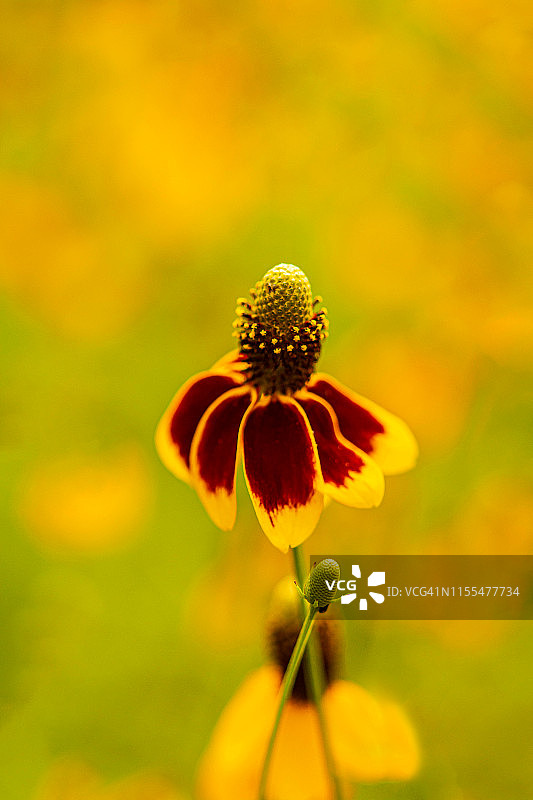 墨西哥帽状野花图片素材