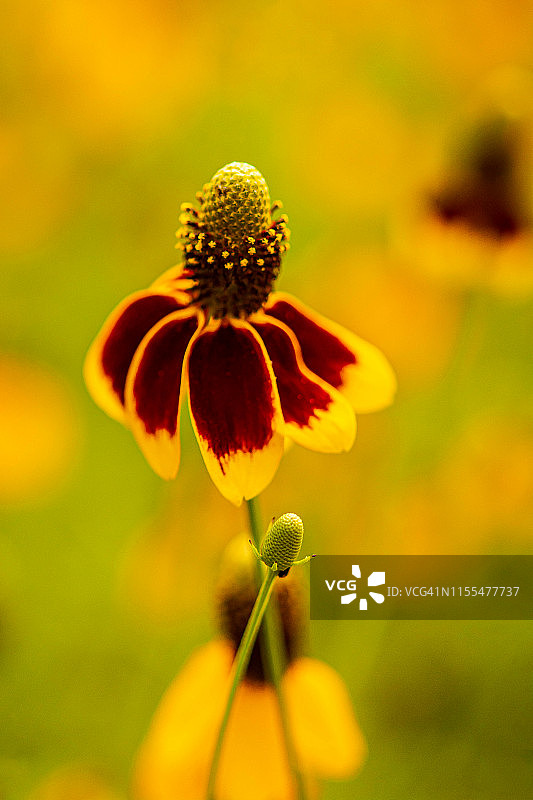 墨西哥帽状野花图片素材