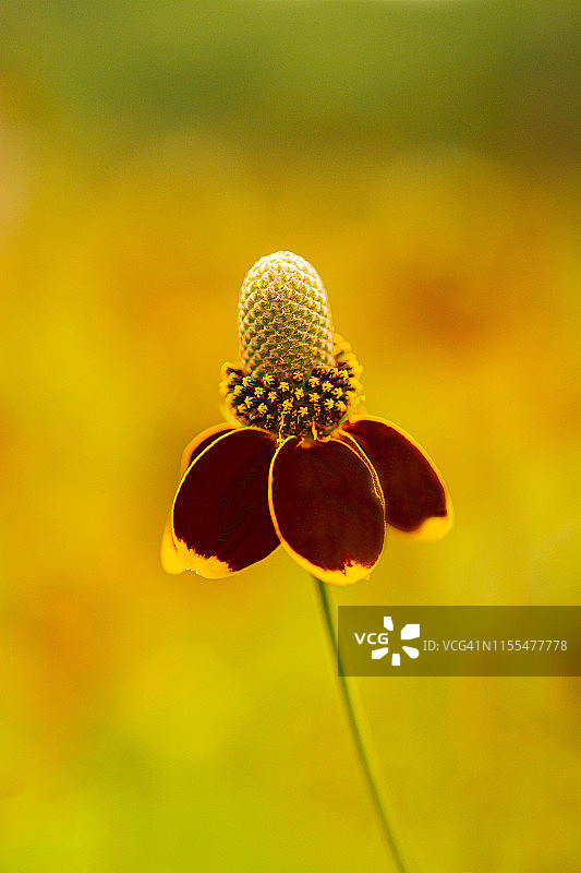 墨西哥帽状野花图片素材
