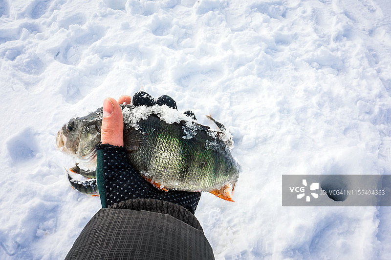 雪地里捕鱼：冬季钓鱼图片素材