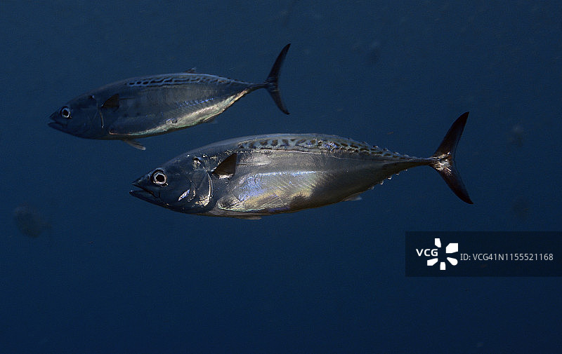 小金枪鱼图片素材