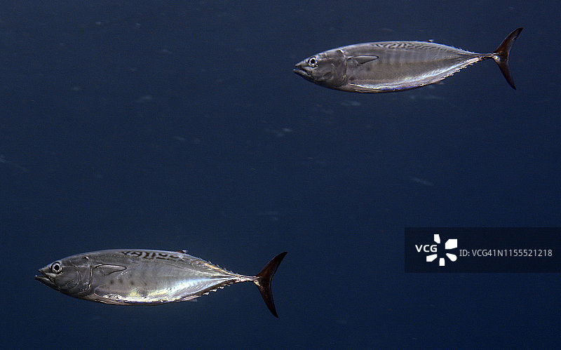 小金枪鱼图片素材