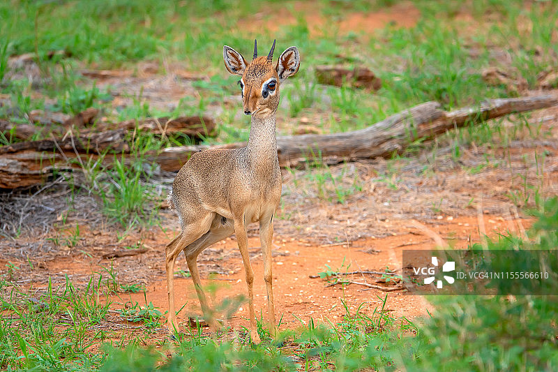 野生雄性小羚羊图片素材