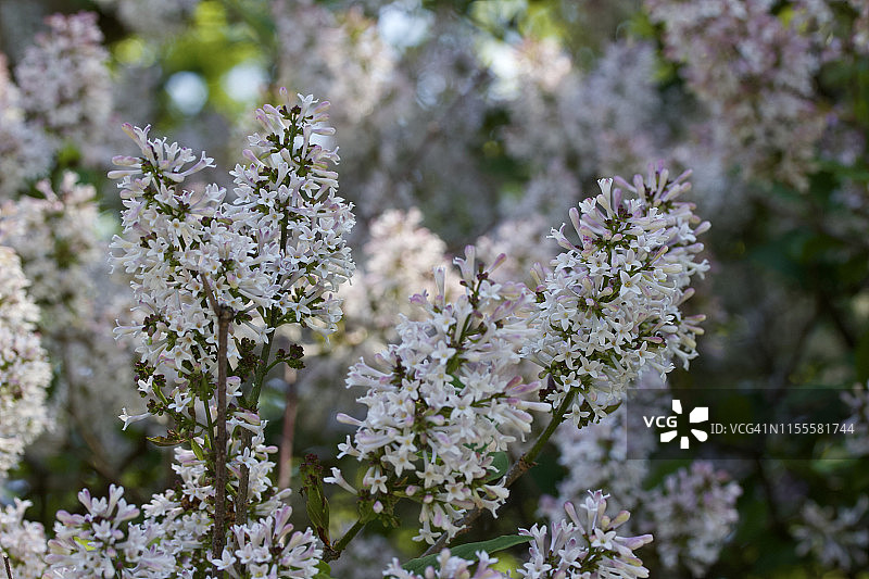 白色和粉红色韩国晚开丁香（金小姐）的微距视图图片素材