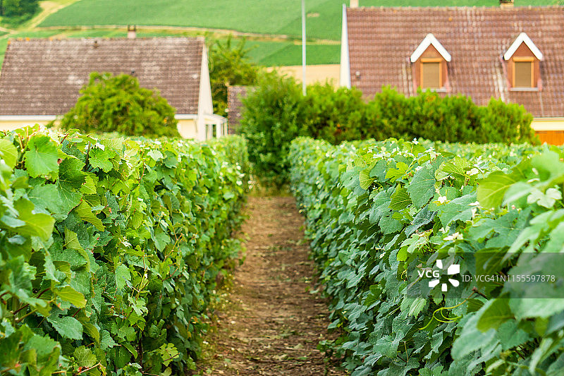 香槟葡萄园中的一排葡萄藤图片素材
