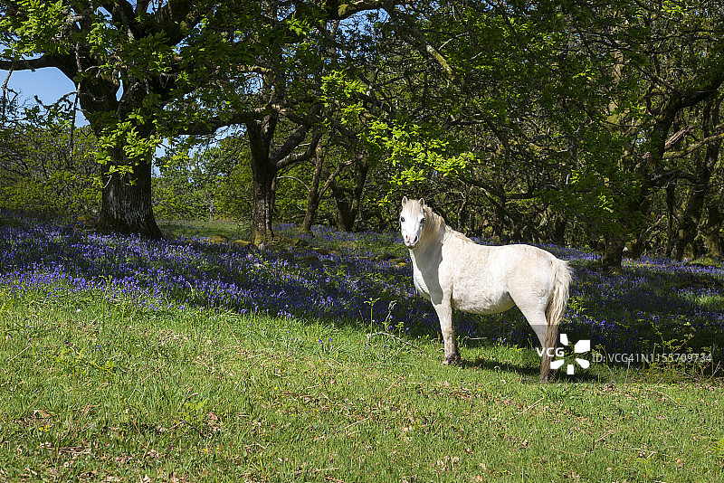 英国威尔士春天林地里的小威尔士矮马图片素材