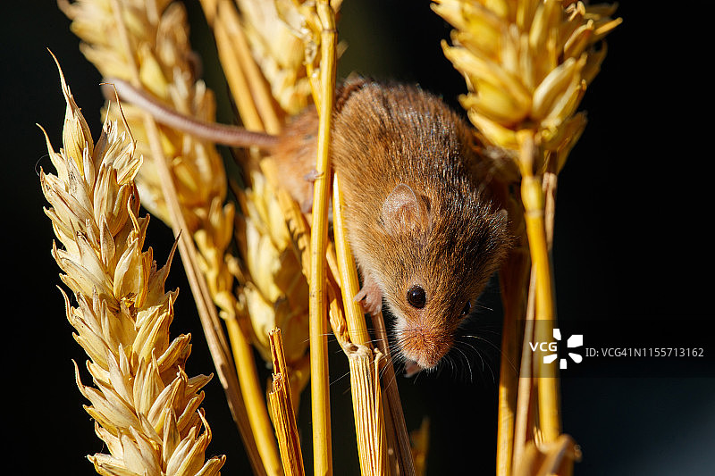 田鼠或林鼠图片素材