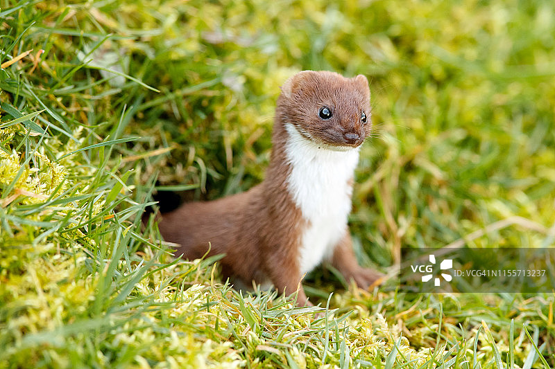 白鼬或短尾鼬（Mustela erminea）图片素材