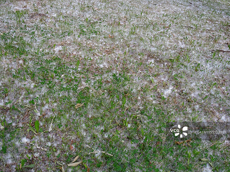 厚厚一层落在草地上的白杨絮图片素材