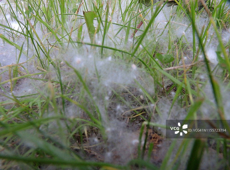 厚厚一层落在草地上的白杨絮图片素材
