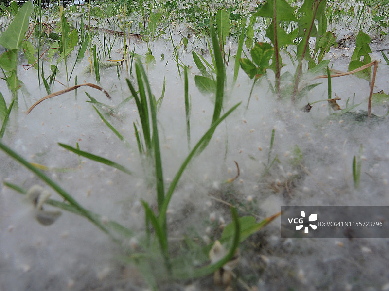 厚厚一层落在草地上的白杨絮图片素材