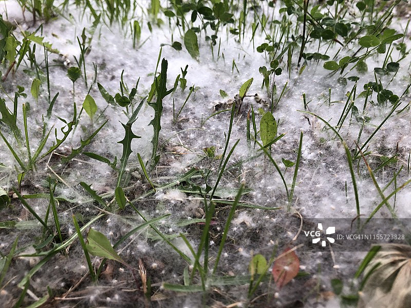厚厚一层落在草地上的白杨絮图片素材