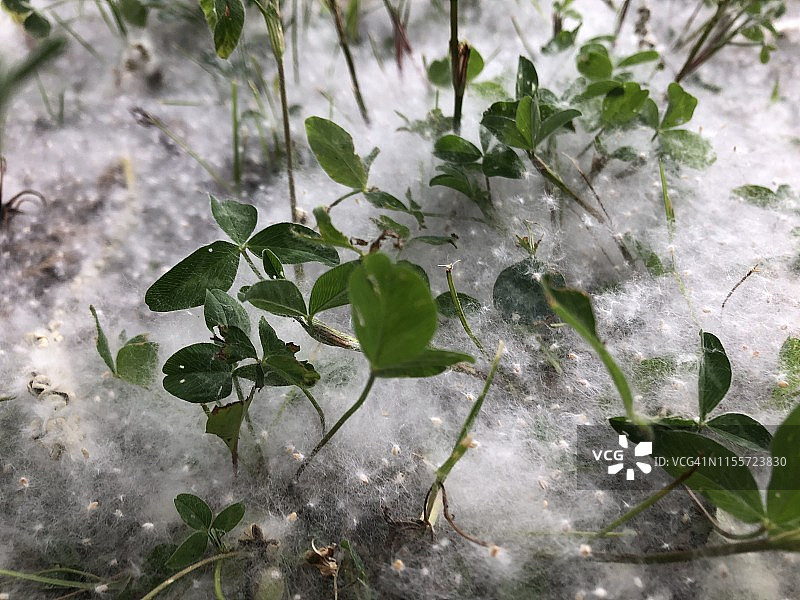 厚厚一层落在草地上的白杨絮图片素材