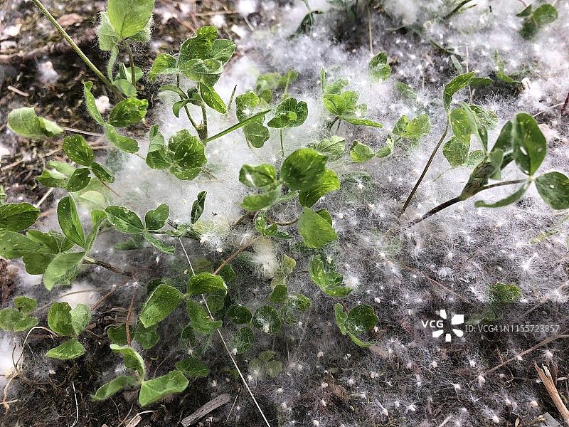 厚厚一层落在草地上的白杨絮图片素材