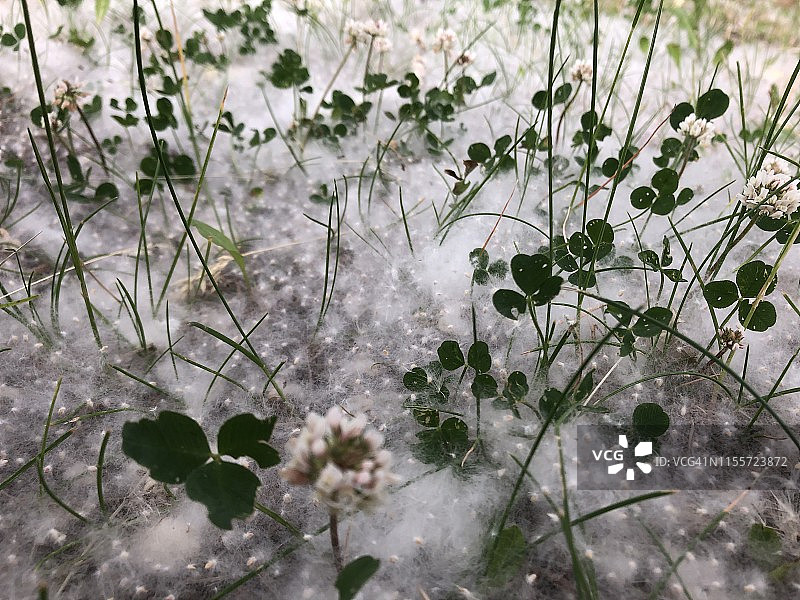 厚厚一层落在草地上的白杨絮图片素材