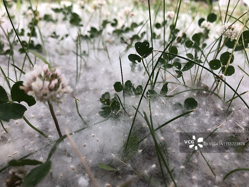 厚厚一层落在草地上的白杨絮图片素材