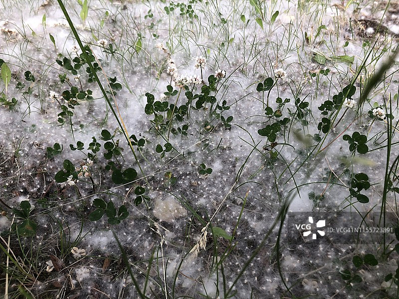 厚厚一层落在草地上的白杨絮图片素材