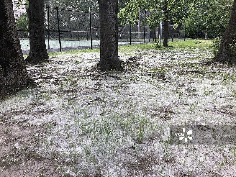 厚厚一层落在草地上的白杨絮图片素材
