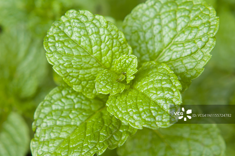 薄荷植物特写图片素材