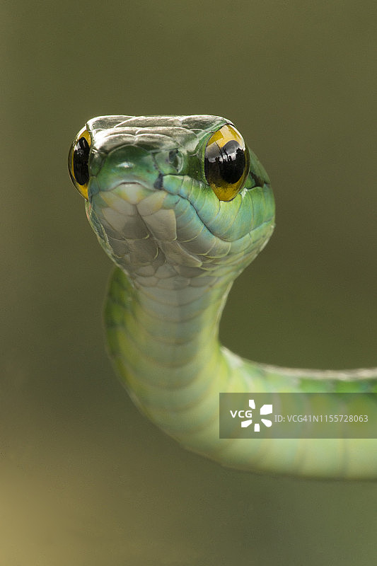 缎面鹦鹉蛇图片素材