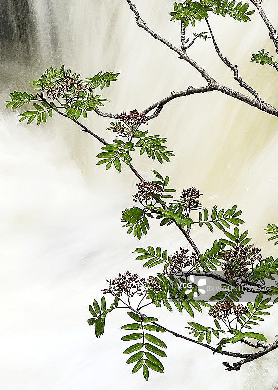 苏格兰高地，树枝上的瀑布与树叶图片素材