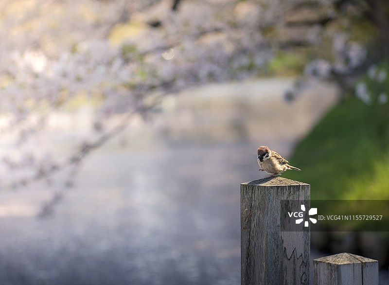 小麻雀图片素材