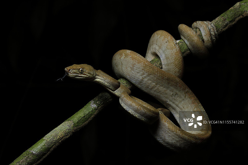 亚马逊树蚺图片素材