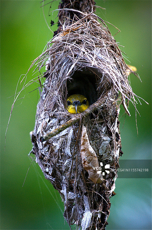 澳洲昆士兰州邓克岛上的太阳鸟巢穴图片素材