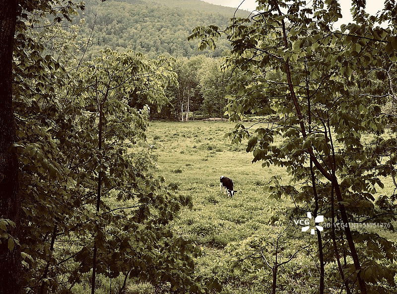 在缅因州伯特利附近牧场上吃草的乳牛图片素材