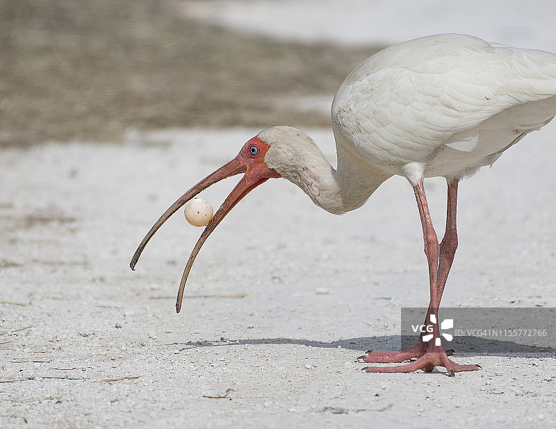 白色朱鹭吃海龟蛋图片素材