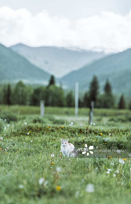 在黄色花丛中草地空地上的猫图片素材
