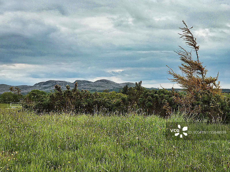 卡罗莫尔的迎风树图片素材