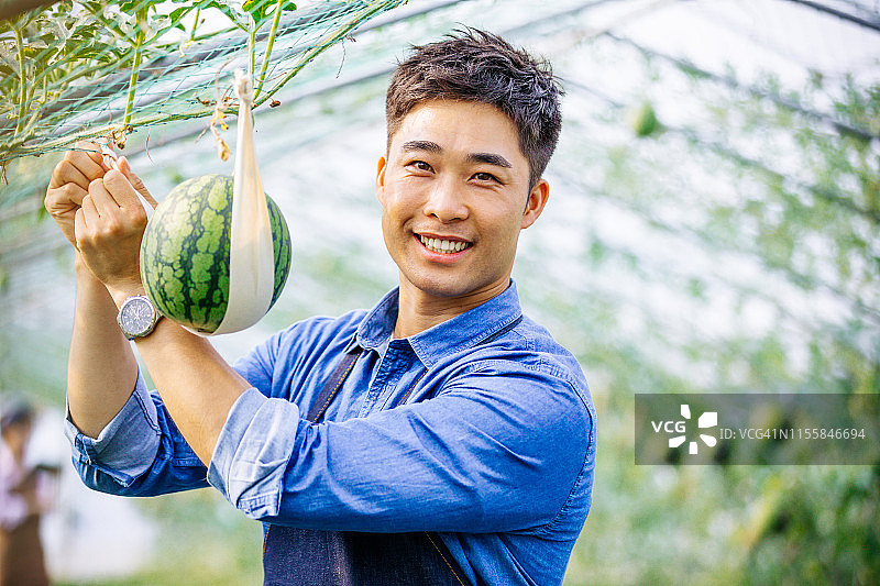 在有机农场检查西瓜的亚洲年轻男 किसान图片素材