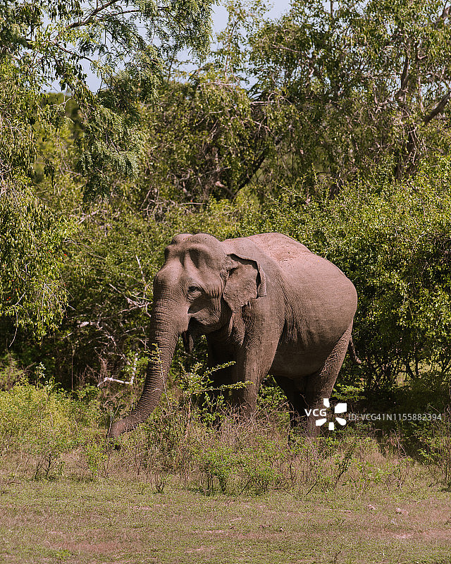 斯里兰卡亚拉国家公园的大象图片素材