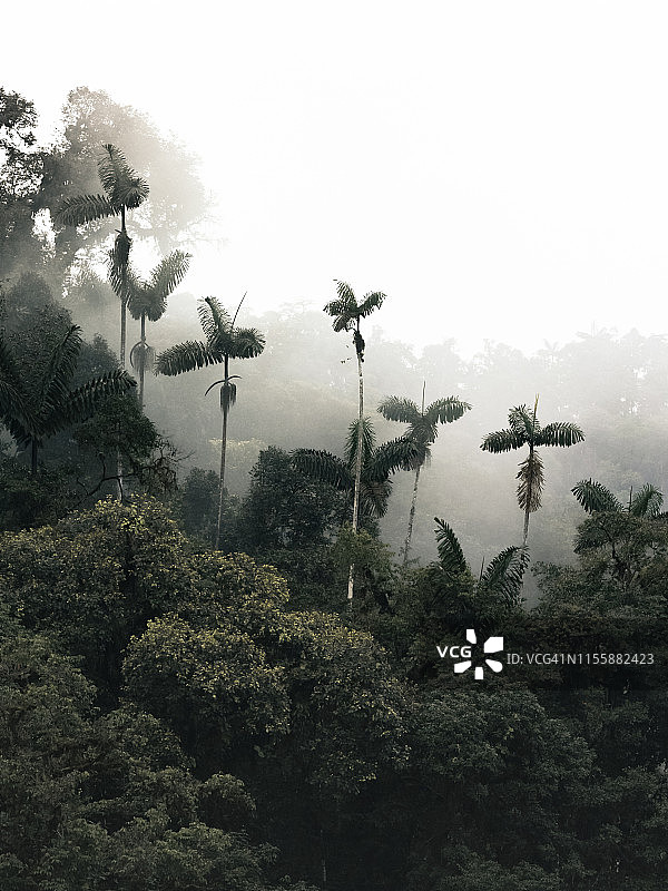 马什皮云雾森林图片素材