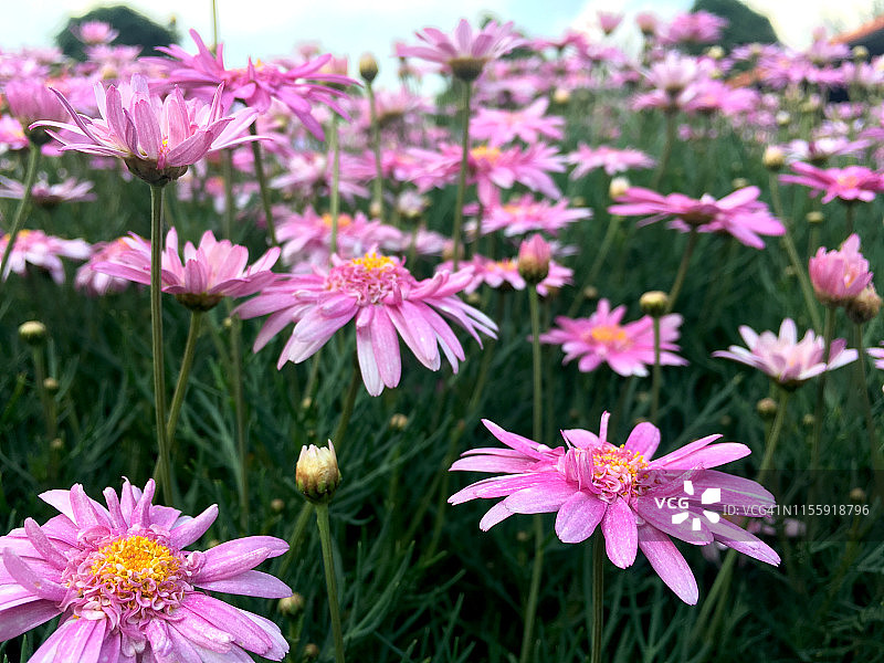 花园里盛开的粉色玛格丽特雏菊图片素材