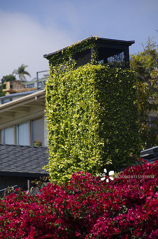 覆盖着常春藤的烟囱图片素材