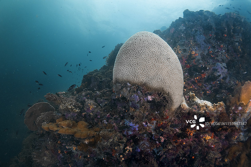 白化珊瑚礁图片素材