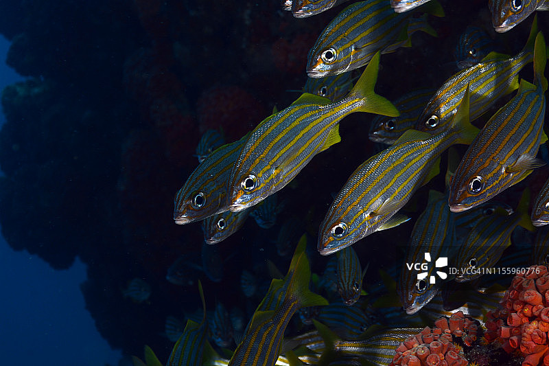 小口石鲈图片素材